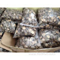 Quality Dried Shiitake Mushrooms